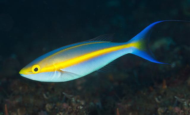  Pentapodus emeryii (Double Whiptail, Banana Fish)